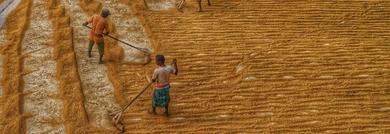 A group of people standing on top of a yellow and orange field using brooms to divide produce