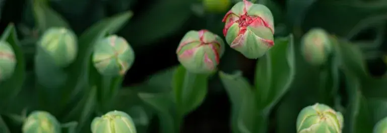 Close up of blooming flowers © Unsplash