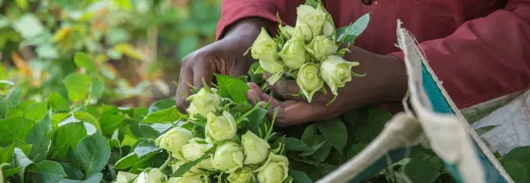 Person holding a bunch of flowers at a farm