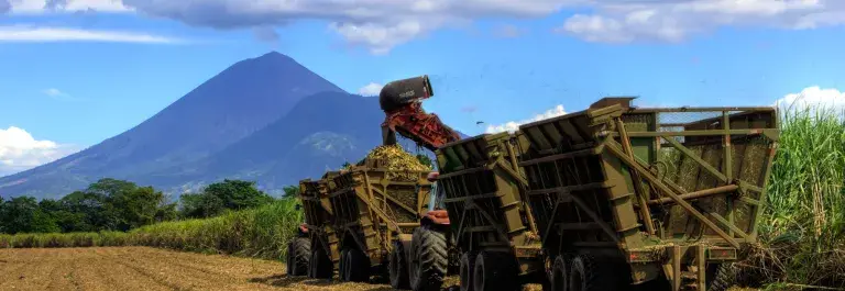 Sugarcane harvesting machinery in a sugarcane field with a mountain backdrop