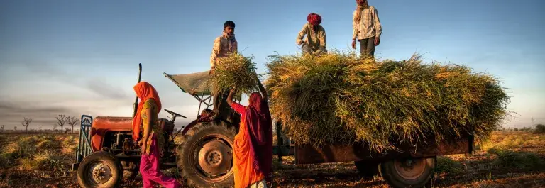Five farmers in India loading a tractor with crop in the sunset