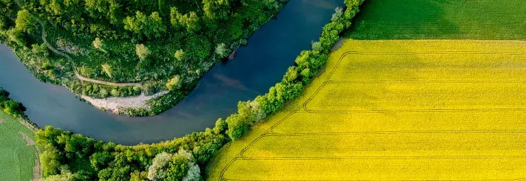 Yellow rapeseed field in bloom at spring