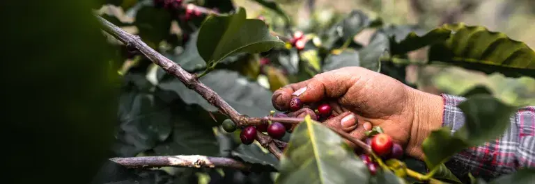 The farmer's hand is picking the coffee beans from the tree