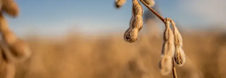 Close up of a soy plant in a soy field