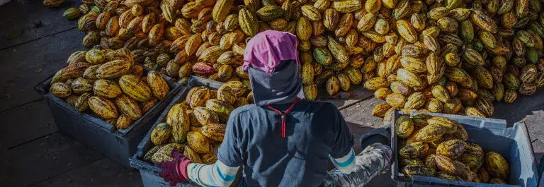 Back view of the working worker sorts fresh, ripe, yellow cocoa pods into a crate. Workers preparing fresh cocoa fruit before fermentation in the chocolate factory
