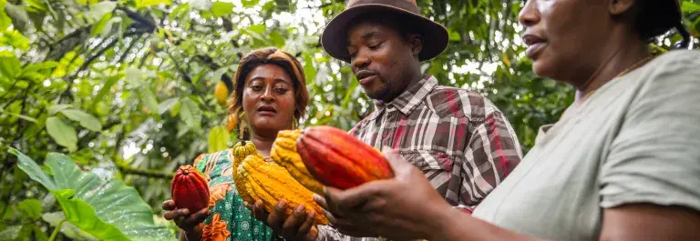 Three farmers inspecting the cocoa plant