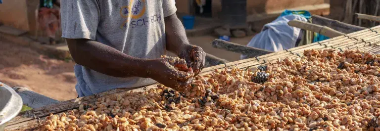 A Ghanaian cocoa farmer in the Lolobi, Ghana, prepares to dry his cocoa beans after harvest
