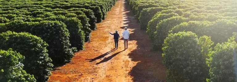 Two people strolling through a Brazilian coffee farm