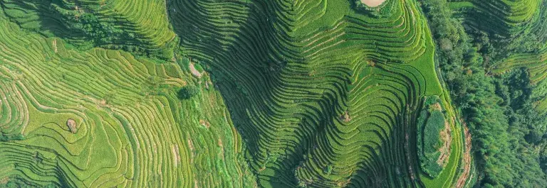 Aerial shot of fresh green and yellow rice fields in China