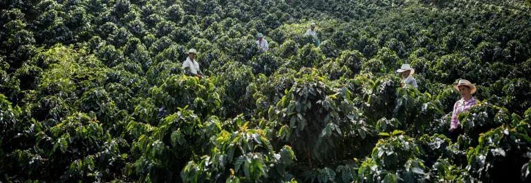 Farmers working on a hillside