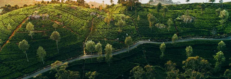 Aerial view of tea plantation in Sri Lanka