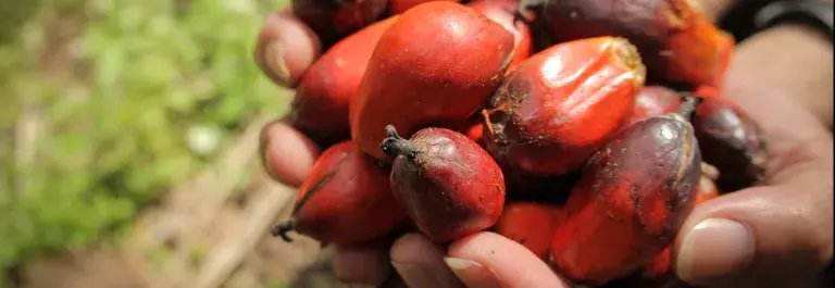 A pair of cupped hands full of red oil palm fruits © RSPO