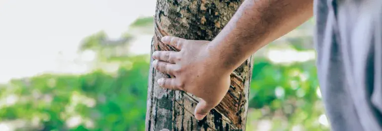 A man in a light blue shirt is touching a rubber tree with his hand