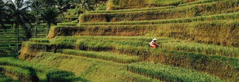 Drone shots over the famous rice terraces in Indonesia, a worker can be seen collecting the crops