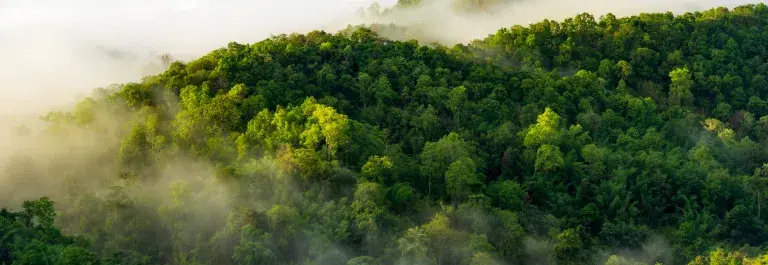 Forest and mountains covered in green trees with white clouds above the treeline