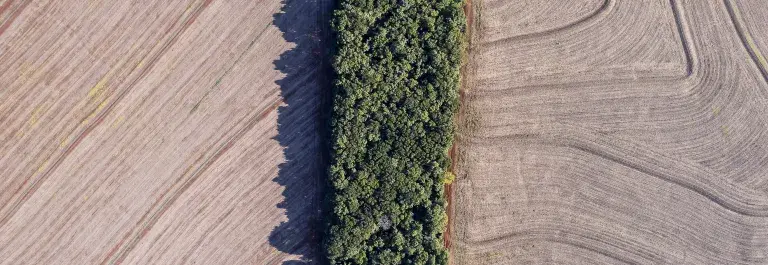 Aerial view of two beige fields separated by green hedges