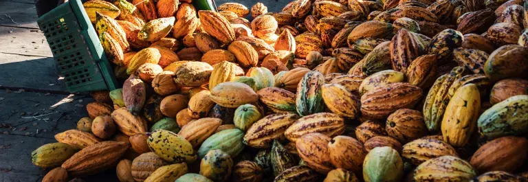 A worker in a cocoa factory pours baskets of yellow ripe cacao pods onto a pile of bulk large cocoa