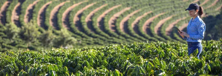 Farmer on a coffee plantation observing the development of the crop