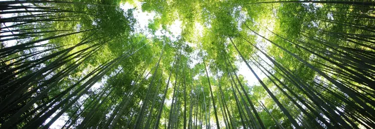 Worms eye view of bamboo forest during the day