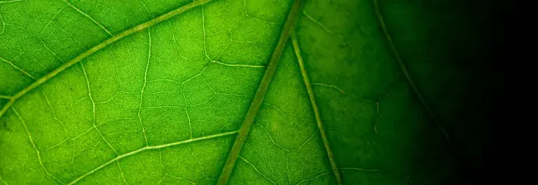 Close up of a leaf on a shadow © Adobe Stock