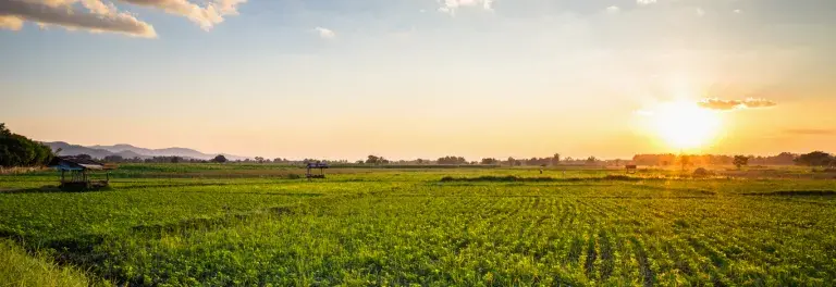 Peanut farm with a blue sky and sun setting in the background