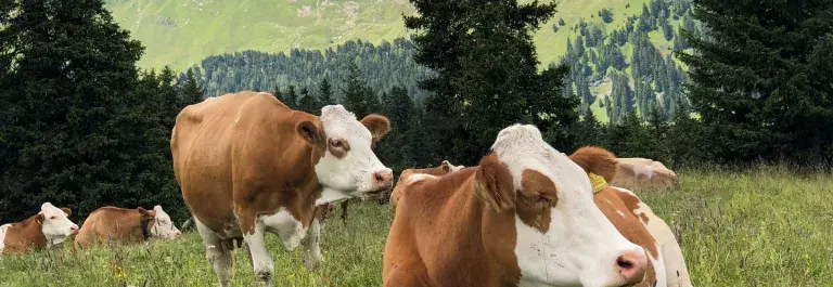 A herd of white and brown cows rests in a grassy meadow with a pine forest and mountain range in the background beneath a blue sky with white clouds © Unsplash 