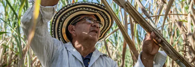 Photo of a man holding a sugar cane