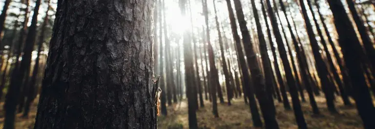 Forest of tall dark trees with the sunlight shining through © Unsplash