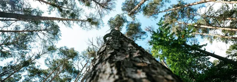 Worms eye view of forest of tall trees and green leaves against a blue cloudy sky © Unsplash