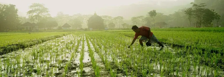 Farmer working in a rice field in the morning with a misty background