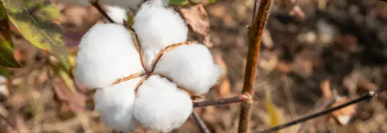 A brown stalk on a brown background, with a bunch of white cotton growing off.