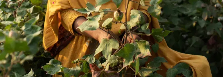 A female Pakistani cotton farmer in red, orange and yellow traditional wear tends to green cotton buds beneath a pale sky and palm fronds.