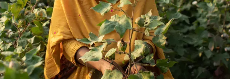 A female Pakistani cotton farmer in red, orange and yellow traditional wear tends to green cotton buds beneath a pale sky and palm fronds