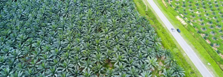 Aerial shot of palm trees next to a road and field © Adobe Stock