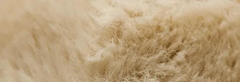 Close up of cashmere © Pexels