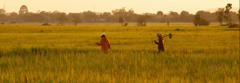 Workers walking through a field growing crops as the day draws in © Pexels