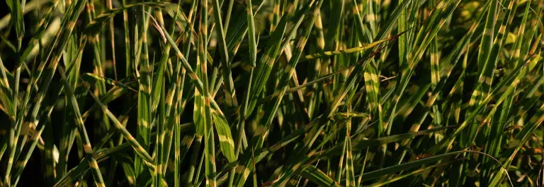 Close up of grass © Pexels