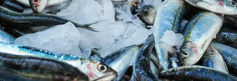 Fresh caught fish on ice, with silver eyes and bellies and blue dorsal scales © Pexels