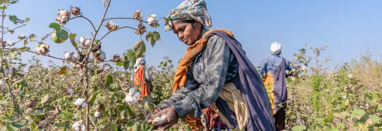 A photo of an Indian farmer picking cotton in a field, with two more farmers and the field stretching into the background. 