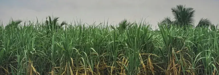 Sugar cane field © Pexels