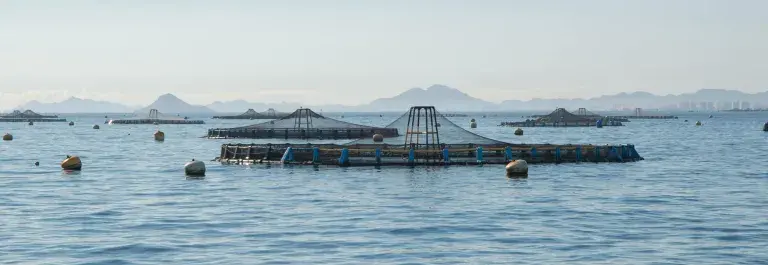 Aquaculture farm on a calm sea with mountains in the distance