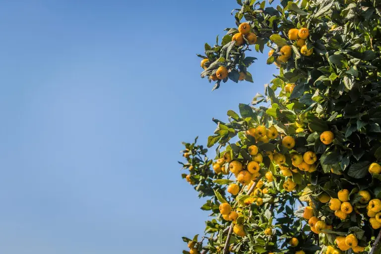 Looking up at yellow fruits on a tree against a blue sky