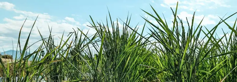 Low rows of partly-harvested sugarcane beneath a pale blue sky with white clouds © Pexels