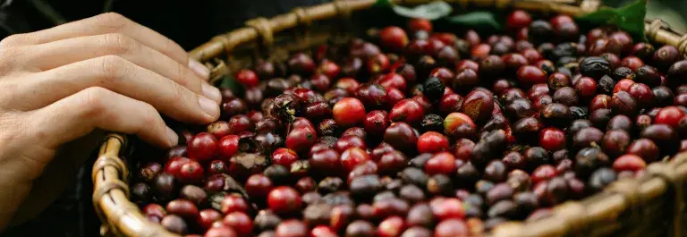 Basket of freshly picked coffee beans with a hand on the side