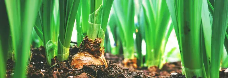 Vegetables growing in the soil with bright green leaves © Pexels