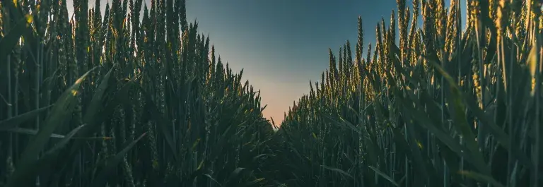 View of a parting in a wheat field at sunset © Pexels
