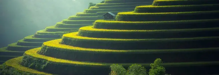 Scenic view of sunlight radiating off a rice paddy