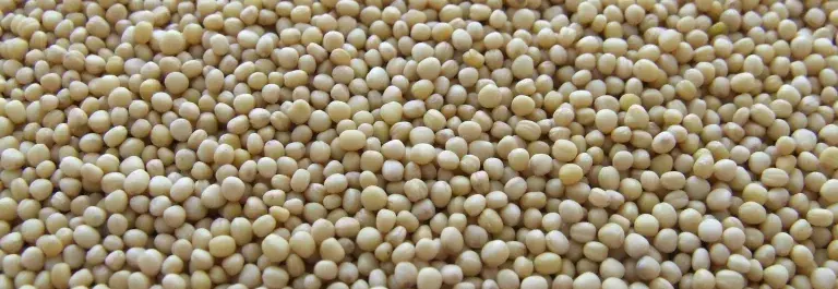 A top-down view of processed soy beans © Pexels