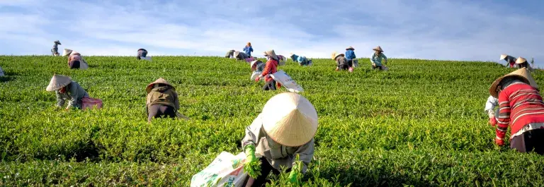 Group of people farming in a green field with blue sky © Pexels