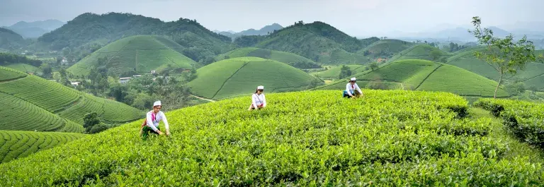 Women harvesting green tea in Vietnam against a cloudy sky